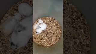 Download lagu Dwarf hamster mating (campbel panda) mp3