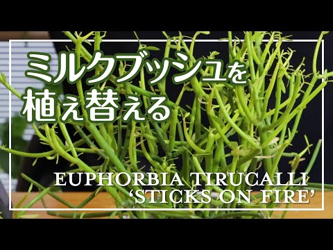 フィンガーブッシュ 植物