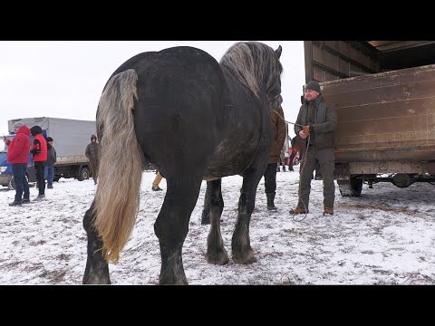 Marius's stallion from Voitinel
