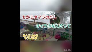 【ヤエザクラ三兄弟】びわ氏かりん君ひゅうが君