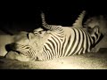 Zebra Feast Lioness Crushes The Testicles Of Still Alive Zebra In Darkness