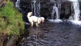 preview picture of video 'Austin-Doodle Kelly enjoys a newly discovered waterfall in Upper Hulme, Peak District, UK'