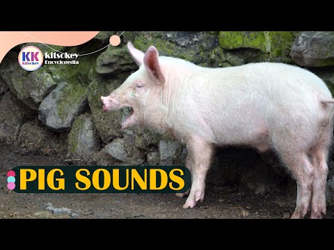Pig Sound, Pig Sounds, Learn the sound of a pig