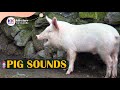 Pig Sound Pig Sounds Learn The Sound Of A Pig
