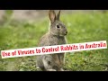 Use of Deadly Viruses to Control Invasive Rabbits in Australia