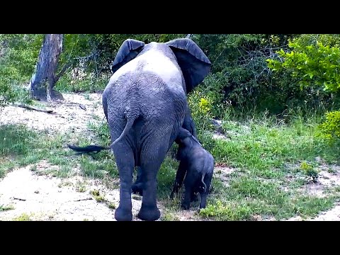 Tiny Baby Elephant enjoys some milk at Djuma Cam with large herd drinking at dam 12/18/ 25