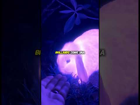 ¡Un conejo brillante apareció en el jardín y dejó huellas púrpuras por todas partes! #shorts