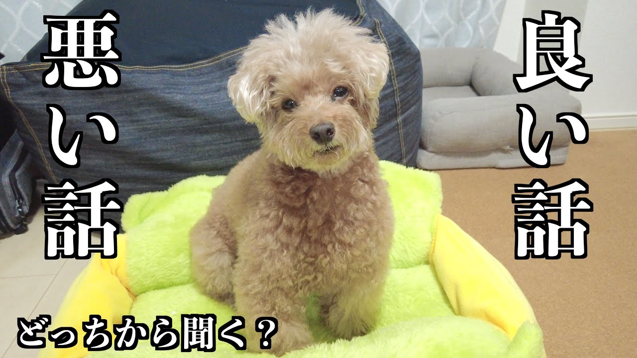 愛犬に良い話と悪い話を伝えてみた