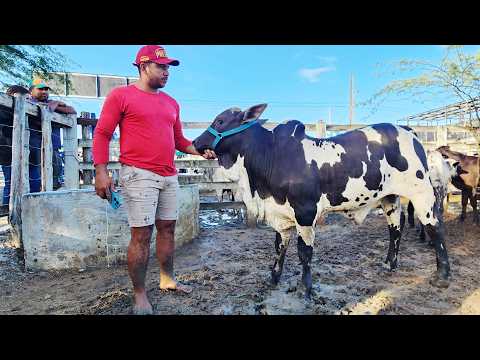 FEIRA DO GADO EM CUPIRA-PE  22-04-2026  #nordeste