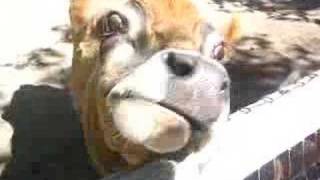 camera eating cow