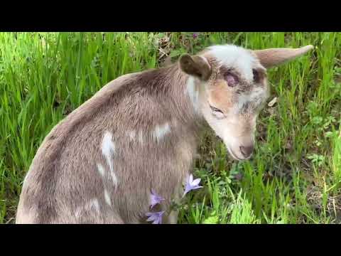 A Course in Miracles with Female Words Day 264 (September 21st)