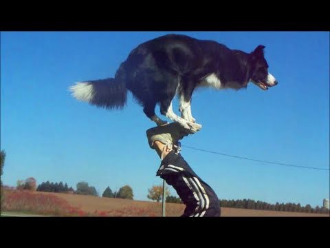Nana the Border Collie Performs Amazing Dog Tricks