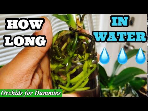 1st YouTube video about how long can orchids go without water