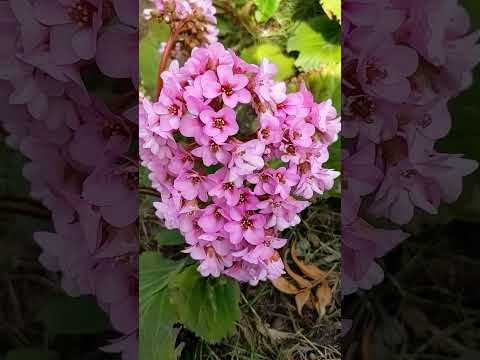 ベルゲニア 植物