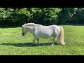Etalon shetland mini origine UK