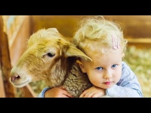 Jemi bërë me fëmijë dhe duam të bëjmë kurban (akika), cila është mënyra më e mirë për ta shpërndarë?