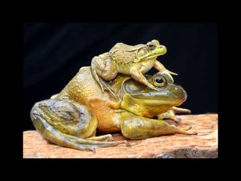 Nature Sounds Ribbit-Ribbit Frog Sounds