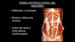 Anatomía topográfica de Abdomen y Pared - Anatomía