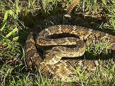 Texas 'Snakeman' Trains Dogs to Stay Safe