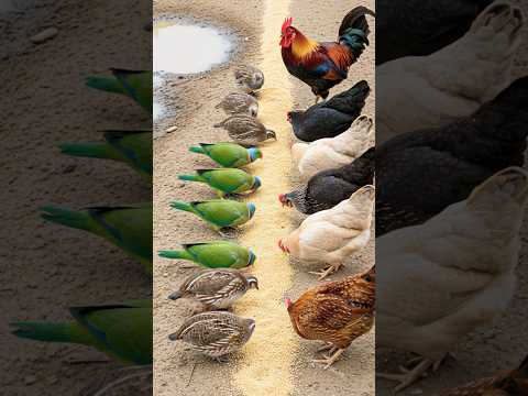 Bird Sound 🐓 Rooster Caught Colorful Indian Parrots Stealing Food from Quails and Chicken 🦜