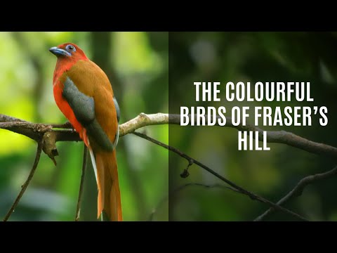 Colourful Birds of Fraser's Hill, Malaysia | A Guide to Epic Birding in Southeast Asia