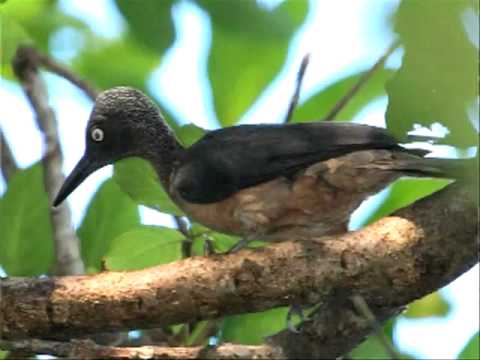 download lagu mp3 mp4 Bird Sound Database, download lagu Bird Sound Database gratis, unduh video klip Bird Sound Database