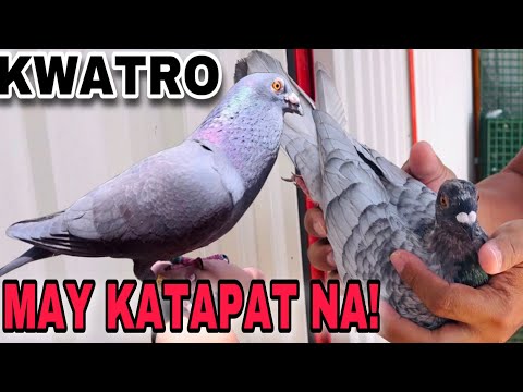 EP115 - KWATRO NAG EXHIBITION AT RARE COLOR NA MAGANDA LALAKI PALA