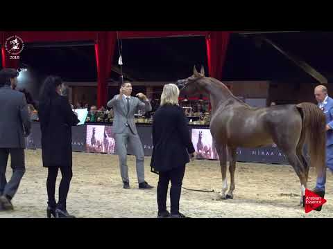 N.86 EMANOLLA - Lier 2018 - 3 Years Old Fillies (Class 5)