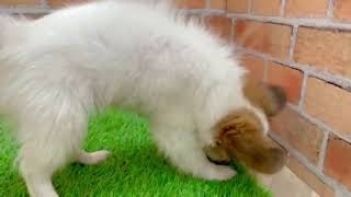 パピヨンの動画01