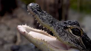 Ask the Aquarium — How many teeth do Alligators have