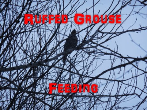 Ruffed Grouse Feeding