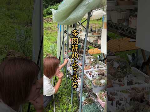 3月から庭に植える赤い葉を持つ多肉植物トップ3  庭園