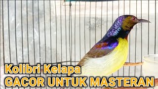 Download lagu kolibri kelapa | wiceh | kolibri manggar | korlap gacor untuk masteran mp3