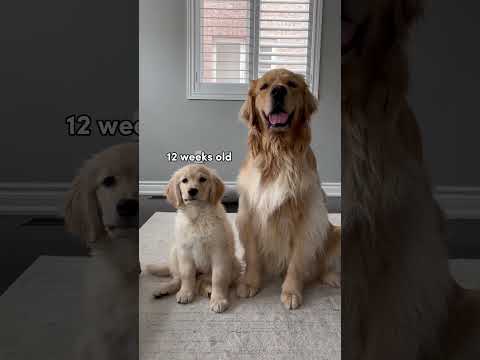 Watch my puppy grow up! #puppy #dog #goldenretriever