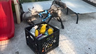 Pick-A-Toy with the Clevyr foxes!