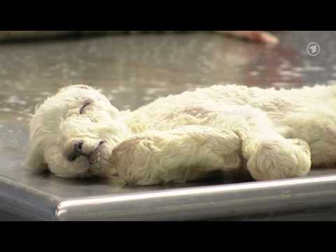 Schmallenberg-Virus - Neuartige Tierkrankheit bei Rindern, Schafen und Ziegen!!! (26.01.2012)