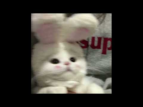 One More Rollie - 창모 커버