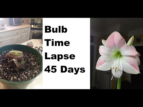 amaryllis flower bulb time lapse 45 days