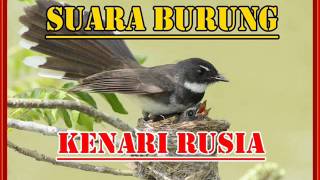 Download lagu SUARA BURUNG KENARI RUSIA mp3 Download lagu SUARA BURUNG KENARI RUSIA mp3