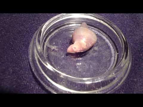 Video of a living giant trematode, Hirudinella marina, removed from the stomach of a pelagic wahoo