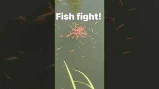 Fish Fight! #calahan #mountains #fillpond #waterhole #fish #oregon