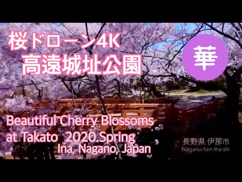 【天下第一の桜チャンネル＃４ 華】高遠城址公園の桜2020「華」～”Takato Castle Site Park" Beautiful Cherry Blossoms～