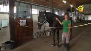 Содержание и кормление лошади в домашних условиях - Видео онлайн