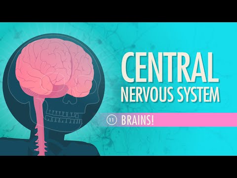 Central Nervous System: Crash Course A&P #11