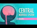 Central Nervous System: Crash Course Anatomy & Physiology #11