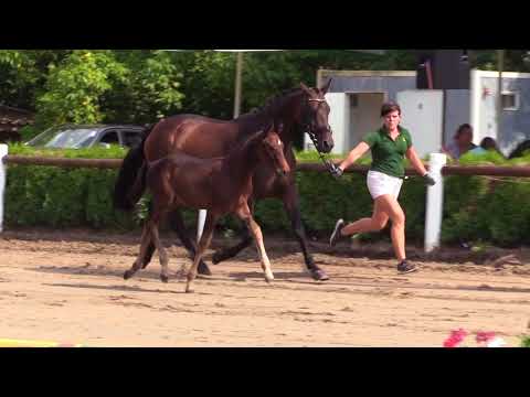 KN 26: HF von Secret  / Sir Oldenburg