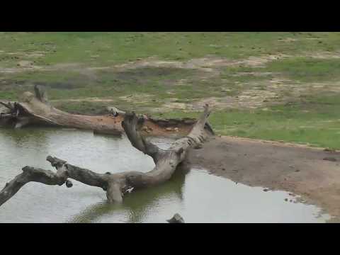 Djuma: Sights and sounds around Vuyatela as the storm is brewing - 15:25 - 12/28/18