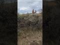 Forge the tunnel rat — when your bird dog goes full chaos mode 😂🐦