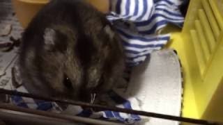 音フェチ【無言】 動物ハムスター　ひまわりの種の咀嚼音 可愛い仕草【ASMR】