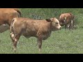Cow killing attack caught on surveillance camera